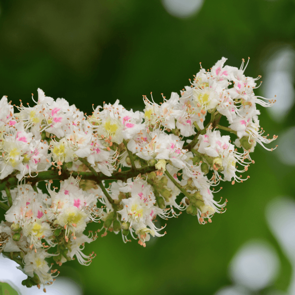 Marronnier commun - Aesculus Hippocastanum - FLEURANDIE