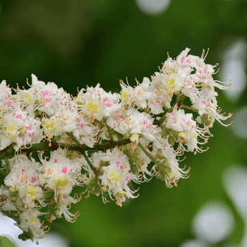 Marronnier commun - Aesculus Hippocastanum