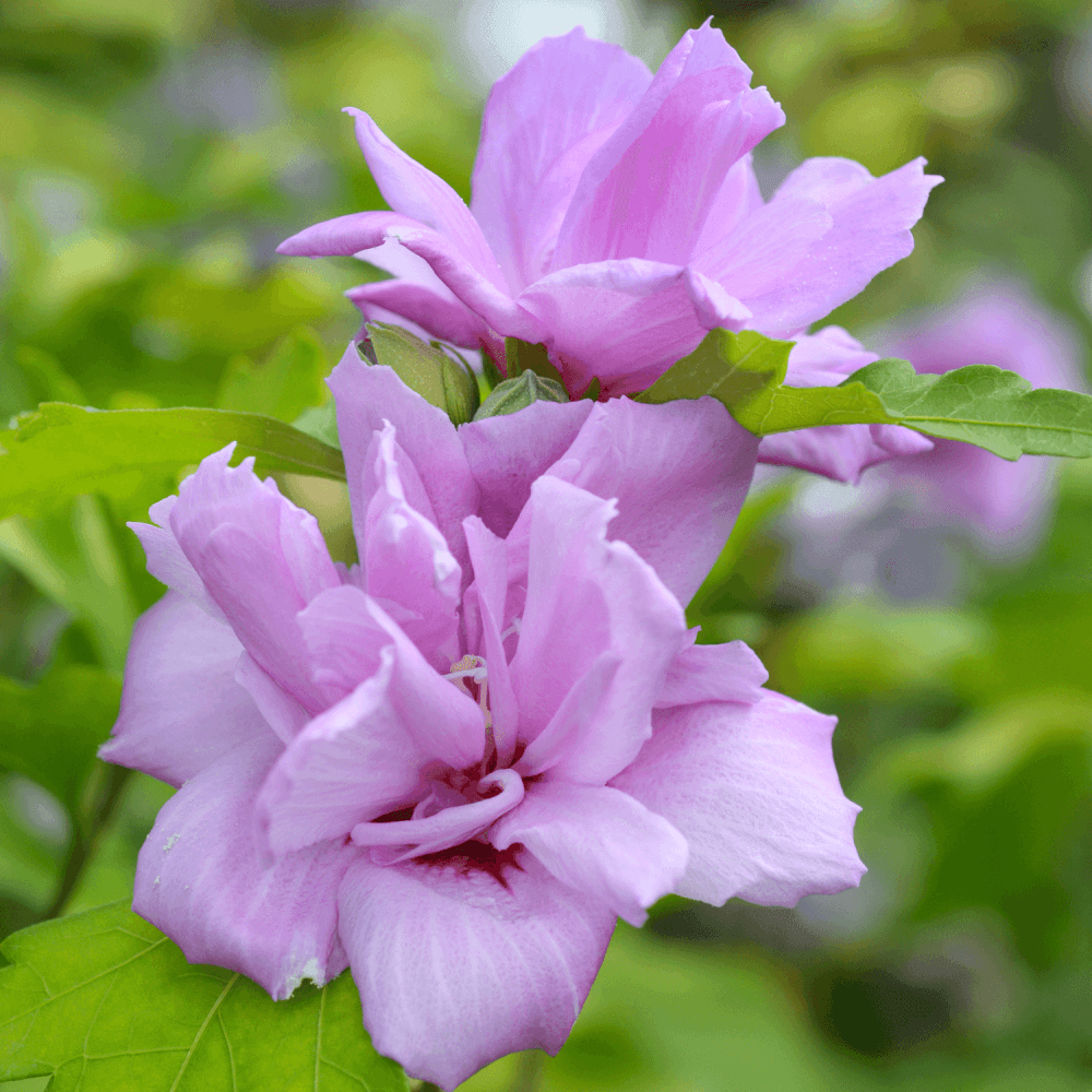 Mauve en arbre 'Ardens' - Hibiscus syriacus 'Ardens' - FLEURANDIE