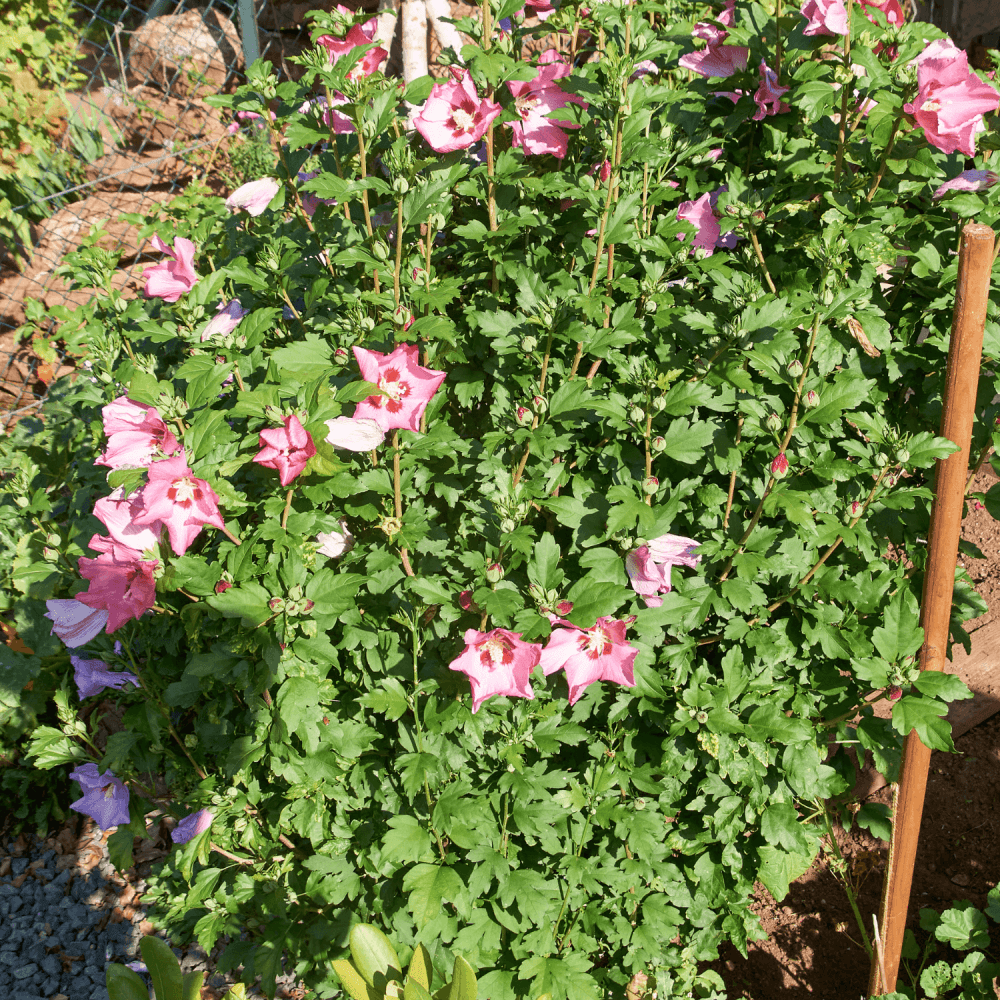 Mauve en arbre 'Ardens' - Hibiscus syriacus 'Ardens' - FLEURANDIE