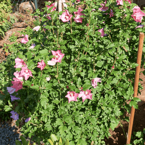 Mauve en arbre 'Ardens' - Hibiscus syriacus 'Ardens' - FLEURANDIE