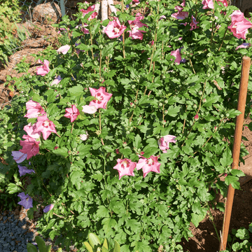 Mauve en arbre 'Ardens' - Hibiscus syriacus 'Ardens'