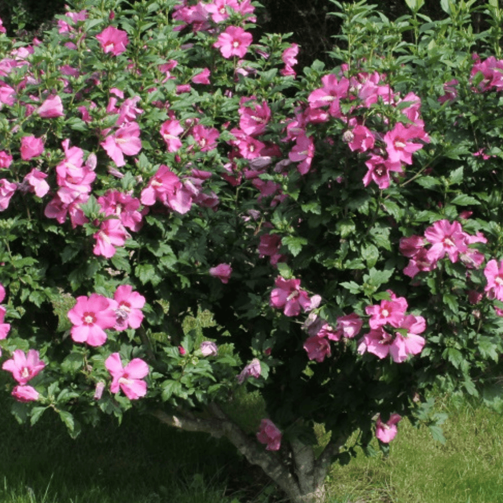 Mauve en arbre 'Duc De Brabant' - Hibiscus syriacus 'Duc De Brabant' - FLEURANDIE