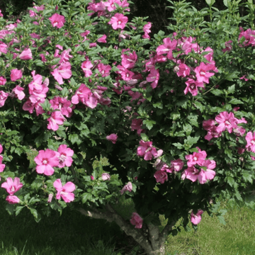 Mauve en arbre 'Duc De Brabant' - Hibiscus syriacus 'Duc De Brabant'