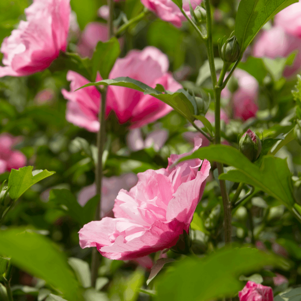 Mauve en arbre 'Duc De Brabant' - Hibiscus syriacus 'Duc De Brabant' - FLEURANDIE