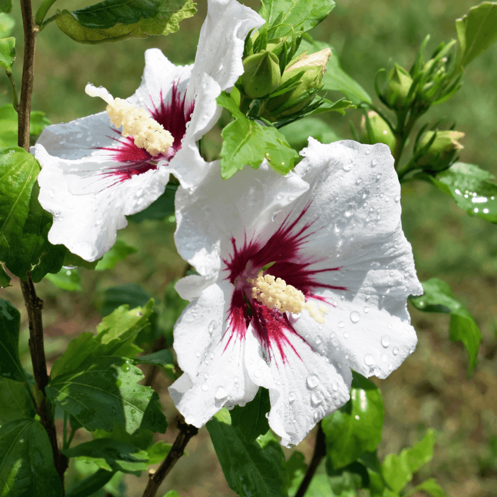 Mauve en arbre 'hamabo' - Hibiscus syriacus Hamabo - FLEURANDIE