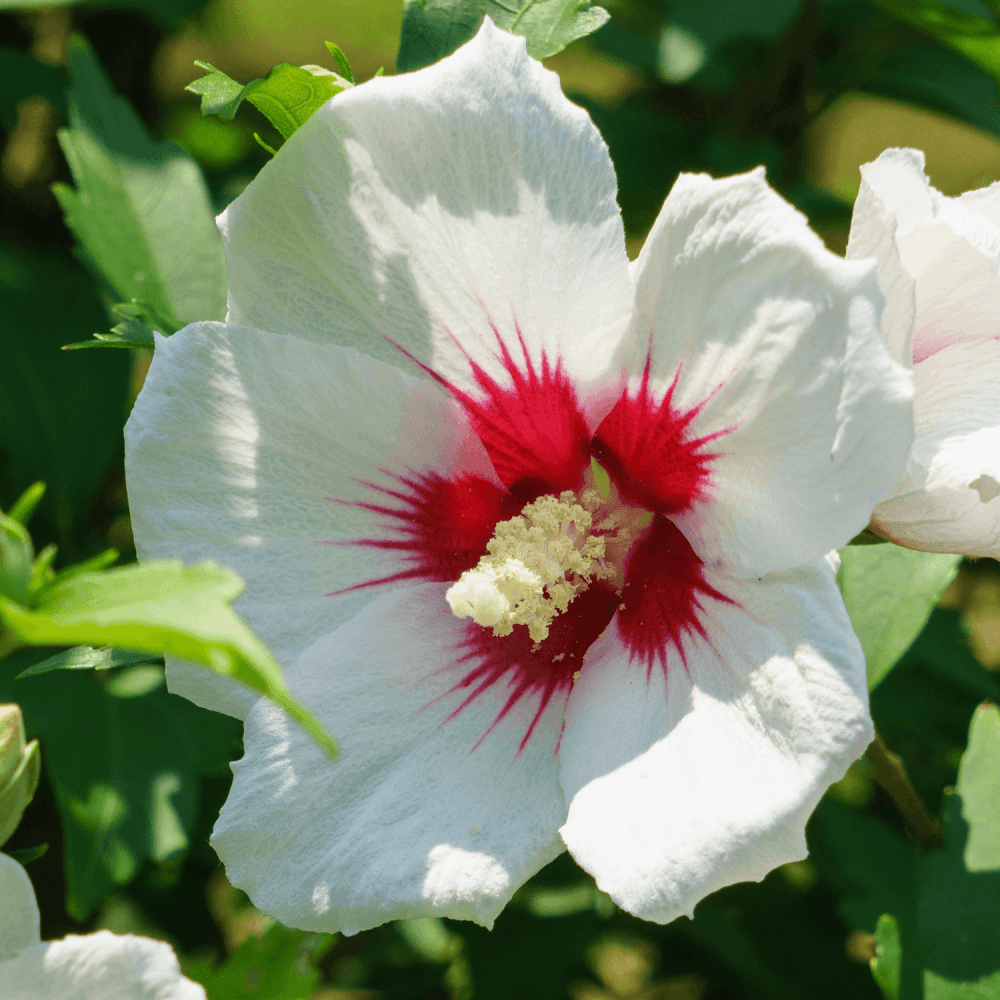 Mauve en arbre 'hamabo' - Hibiscus syriacus Hamabo - FLEURANDIE