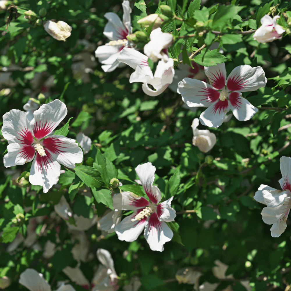 Mauve en arbre 'hamabo' - Hibiscus syriacus Hamabo - FLEURANDIE