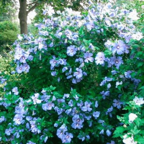 Mauve en arbre 'Oiseau Bleu' - Hibiscus syriacus 'Oiseau Bleu' - FLEURANDIE