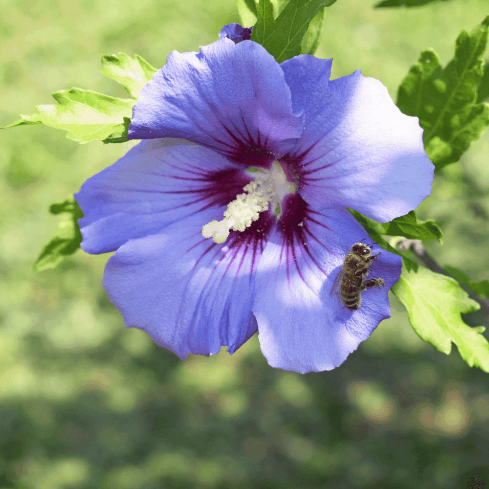 Mauve en arbre 'Oiseau Bleu' - Hibiscus syriacus 'Oiseau Bleu' - FLEURANDIE