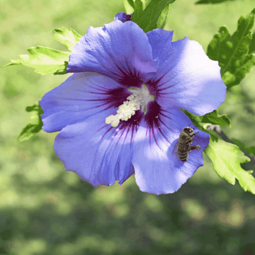 Mauve en arbre 'Oiseau Bleu' - Hibiscus syriacus 'Oiseau Bleu'