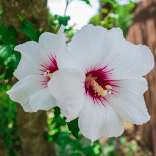 Mauve en arbre 'Red Heart' - Hibiscus syriacus 'Red Heart' - FLEURANDIE