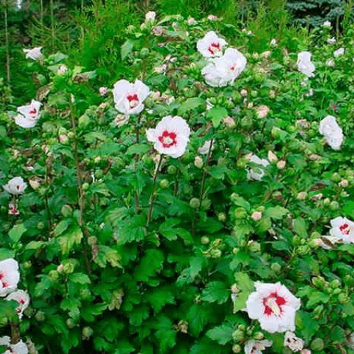 Mauve en arbre 'Red Heart' - Hibiscus syriacus 'Red Heart' - FLEURANDIE