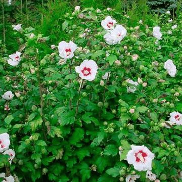 Mauve en arbre 'Red Heart' - Hibiscus syriacus 'Red Heart'