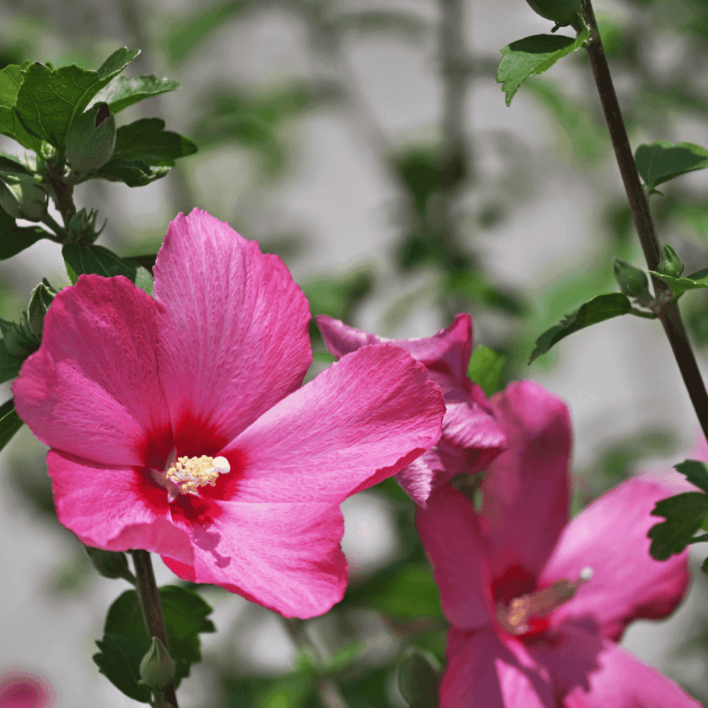 Mauve en arbre 'Woodbridge' - Hibiscus syriacus 'Woodbridge' - FLEURANDIE