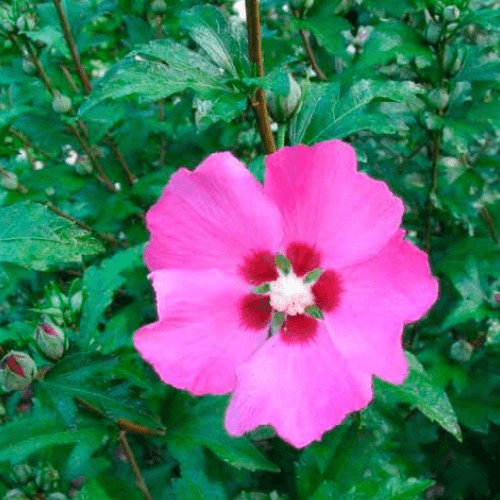 Mauve en arbre 'Woodbridge' - Hibiscus syriacus 'Woodbridge' - FLEURANDIE