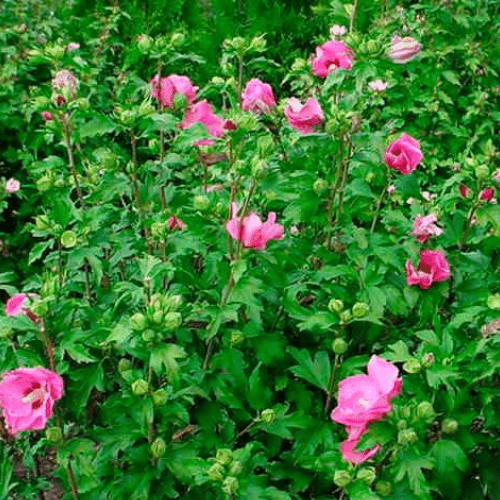 Mauve en arbre 'Woodbridge' - Hibiscus syriacus 'Woodbridge' - FLEURANDIE