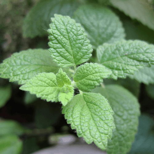 Mélisse citronnelle, mélisse officinale - Melissa officinalis - FLEURANDIE