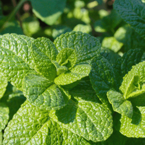 Menthe 'Applefruit' - Mentha suaveolens 'Applefruit' - FLEURANDIE