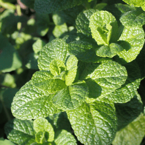 Menthe 'Applefruit' - Mentha suaveolens 'Applefruit' - FLEURANDIE