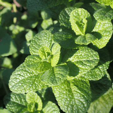 Menthe 'Pomme -  Mentha suaveolens 'Applefruit'