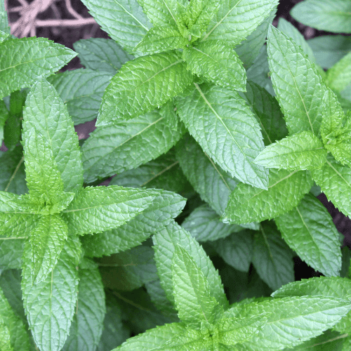 Menthe 'Bergamote' - Mentha piperita f. citrata 'Bergamote' - FLEURANDIE