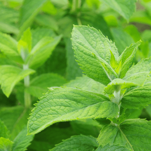 Menthe 'Bergamote' - Mentha piperita f. citrata 'Bergamote' - FLEURANDIE