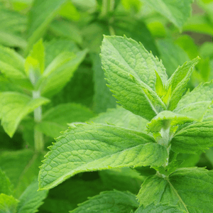 Menthe 'Bergamote' - Mentha piperita f. citrata 'Bergamote' - FLEURANDIE