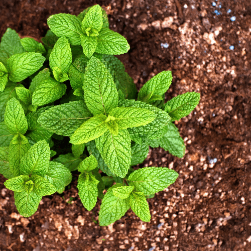 Menthe citron - Mentha x citriodorus - FLEURANDIE