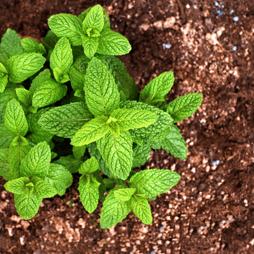 Menthe citron - Mentha x citriodorus