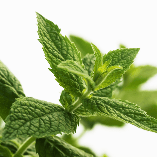 Menthe citron - Mentha x citriodorus - FLEURANDIE