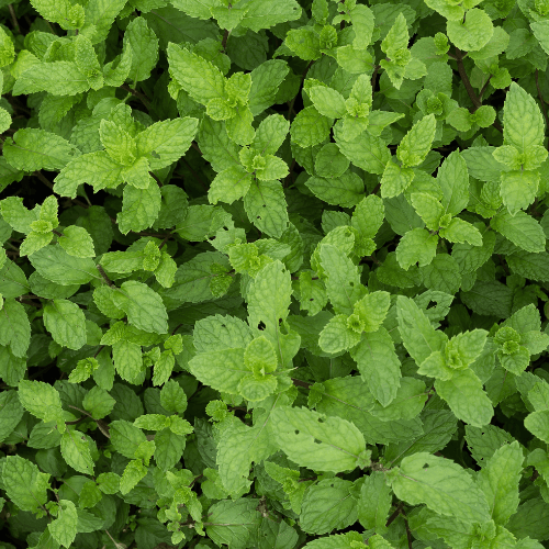 Menthe Hemingway, Menthe de Cuba 'Mojito' - Mentha hemingwayensis 'Mojito' - FLEURANDIE