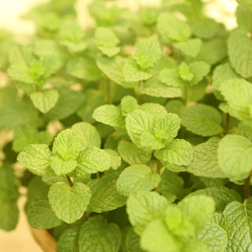 Menthe Hemingway, Menthe de Cuba 'Mojito' - Mentha hemingwayensis 'Mojito' - FLEURANDIE