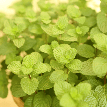 Menthe Hemingway, Menthe de Cuba 'Mojito' - Mentha hemingwayensis 'Mojito'