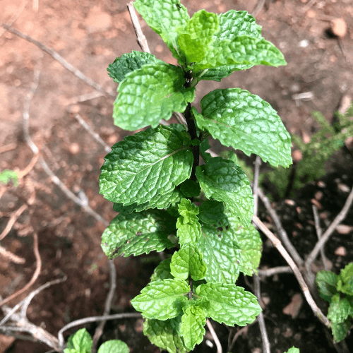 Menthe marocaine - Mentha spicata - FLEURANDIE