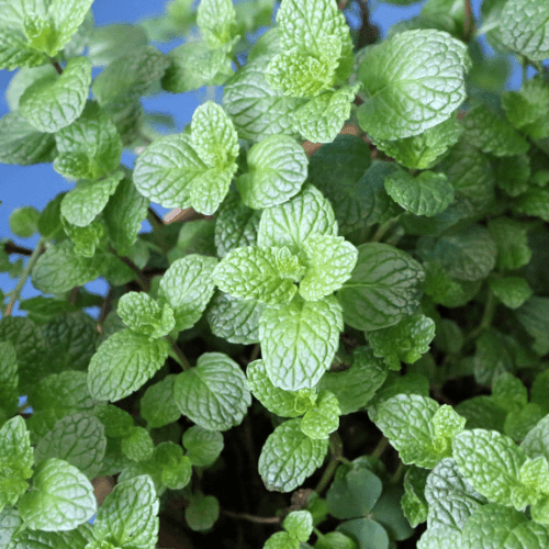 Menthe marocaine - Mentha spicata - FLEURANDIE