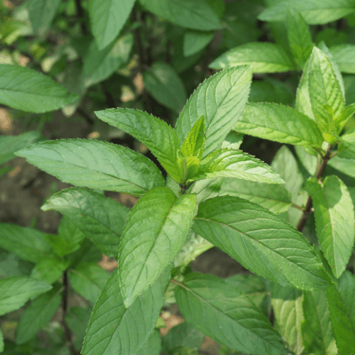 Menthe poivrée - Mentha piperita - FLEURANDIE