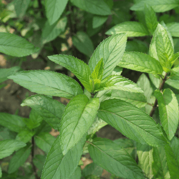 Menthe poivrée -  Mentha piperita