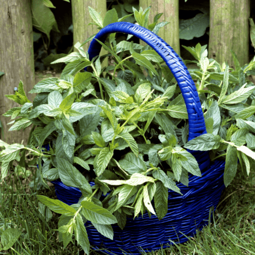 Menthe poivrée - Mentha piperita - FLEURANDIE