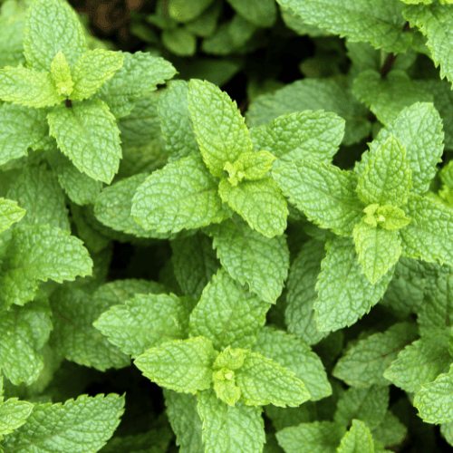 Menthe verte 'Fraise' - Mentha spicata 'Fraise' - FLEURANDIE