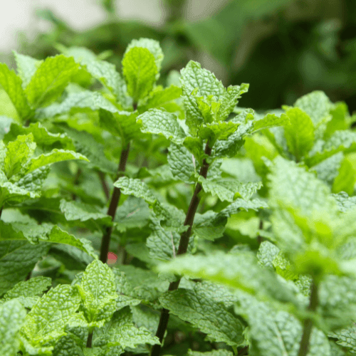 Menthe verte 'Fraise' - Mentha spicata 'Fraise' - FLEURANDIE