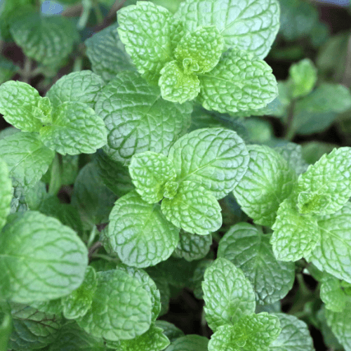 Menthe verte 'Hollywood' - Mentha spicata 'Hollywood' - FLEURANDIE