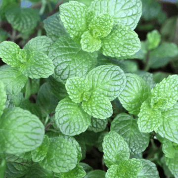 Menthe verte 'Hollywood' -  Mentha spicata 'Hollywood'