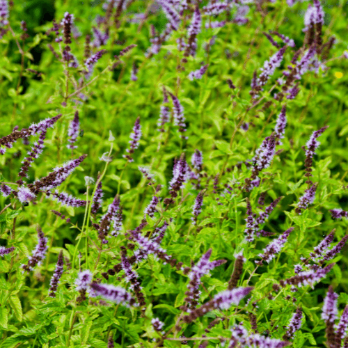 Menthe verte 'Hollywood' - Mentha spicata 'Hollywood' - FLEURANDIE