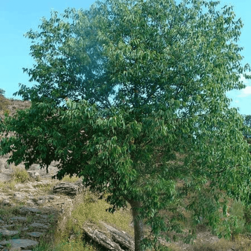 Micocoulier de Provence - Celtis Australis - FLEURANDIE