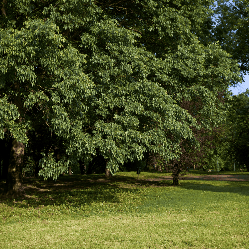 Micocoulier de Provence - Celtis Australis - FLEURANDIE