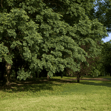 Micocoulier de Provence - Celtis Australis