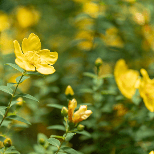 Millepertuis à grandes fleurs - Hypericum calycinum - FLEURANDIE