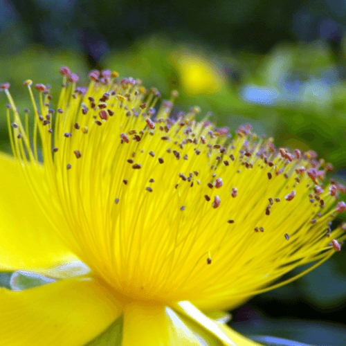 Millepertuis à grandes fleurs - Hypericum calycinum - FLEURANDIE