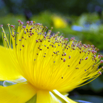 Millepertuis à grandes fleurs - Hypericum calycinum